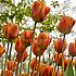 Tulipa Brown Sugar  12/+ (x250)