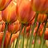 Tulipa Brown Sugar  12/+ (x250)