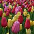 Tulipa Single Late Mixed 12/+ (x250)