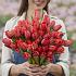 Tulipa Flevo Passion 12/+ (x250)