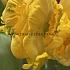 Tulipa Gold Race 12/+ (x250)