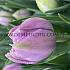 Tulipa Katinka 12/+ (x250)