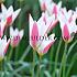 Tulipa Lady Jane 6/+ (x250)