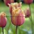 Tulipa Lambada 12/+ (x250)