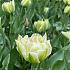 Tulipa Northcap 12/+ (x250)