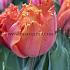 Tulipa Orange Passion 12/+ (x250)
