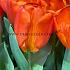 Tulipa Orange Sherpa 12/+ (x250)