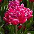 Tulipa Queen Jewel 11/12 (x250)