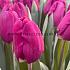 Tulipa Roeska 12/+ (x250)