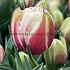 Tulipa Vermont 12/+ (x250)