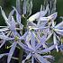 Camassia Cusickii 12/+ (x250)