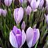 Crocus Vernus Vanguard 9/10 (x250)