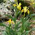 Iris Bucharica (x250)