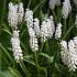 Muscari Botryoides Album Botryoides 5/6 (x250)