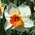 Narcisses Barrett Browning 12/14 (x250)