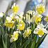 Narcissus Bella Estrella 10/12 (x250)