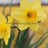 Narcissus Dellan 14/16 (x250)