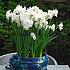 Narcissus Ziva (Totus Albus)  Z13/15 (x125)
