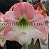 Amaryllis Apple Blossom 30/32 (x10)