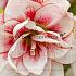 Amaryllis Elvas 30/32 (x10)