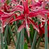 Amaryllis Quito 30/32 (x10)