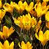 Crocus Dorothy 5/+ (x250)