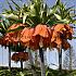 Fritillaria Red Beauty 20/24 (x 25)