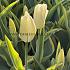 Tulipa Purissima Blonde 12/+ (x250)