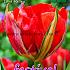 Festival Autumn Tulipa Tulipa Love Valley 12/+ (x12x7)