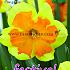 Festival Autumn Narcissus Narcissus Congress 12/+ (x8x5)