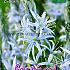 Festival Autumn Camassia Camassia Cusickii 12/+ (x12x3)
