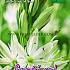 Festival Autumn Camassia Camassia Leichtlinii Alba 12/+ (x12x3)