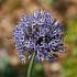 Allium Caeruleum (azureum) 4/+ (x250)