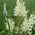 Camassia Leichtlinii Alba 14/+ (x 50)