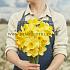 Narcisses Bright Jewel Large cupped 14/16 (x250)