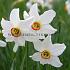 Narcisses Recurvus Poeticus Z14/16 (x250)