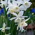 Narcissus Thalia Z12/14 (x 250)