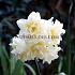 Narcissus Erlicheer Z15/17 (x 250)