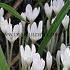 Colchicum Album Autumnale 13/+ (x 25)