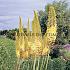 Eremurus Moneymaker I (x 10)