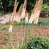 Eremurus Shelford Hybriden I (x 10)