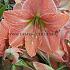 Amaryllis Terra Cotta Star 30/32 (x 10)