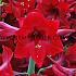 Amaryllis Red 30/32 (x 10)