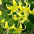 Erythronium Pagoda I (x25)
