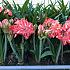 Amaryllis Sunshine Nymph 30/32 (x10)