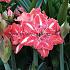 Amaryllis Sunshine Nymph 30/32 (x10)