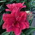 Amaryllis Candy Nymp 30/32 (x 10)