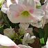 Amaryllis Rosy star 28/30 (x10)