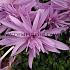 Colchicum Pleniflorum 13/+ (x 25)