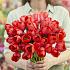 Tulipa Red van Eijk 12/+ (x250)
